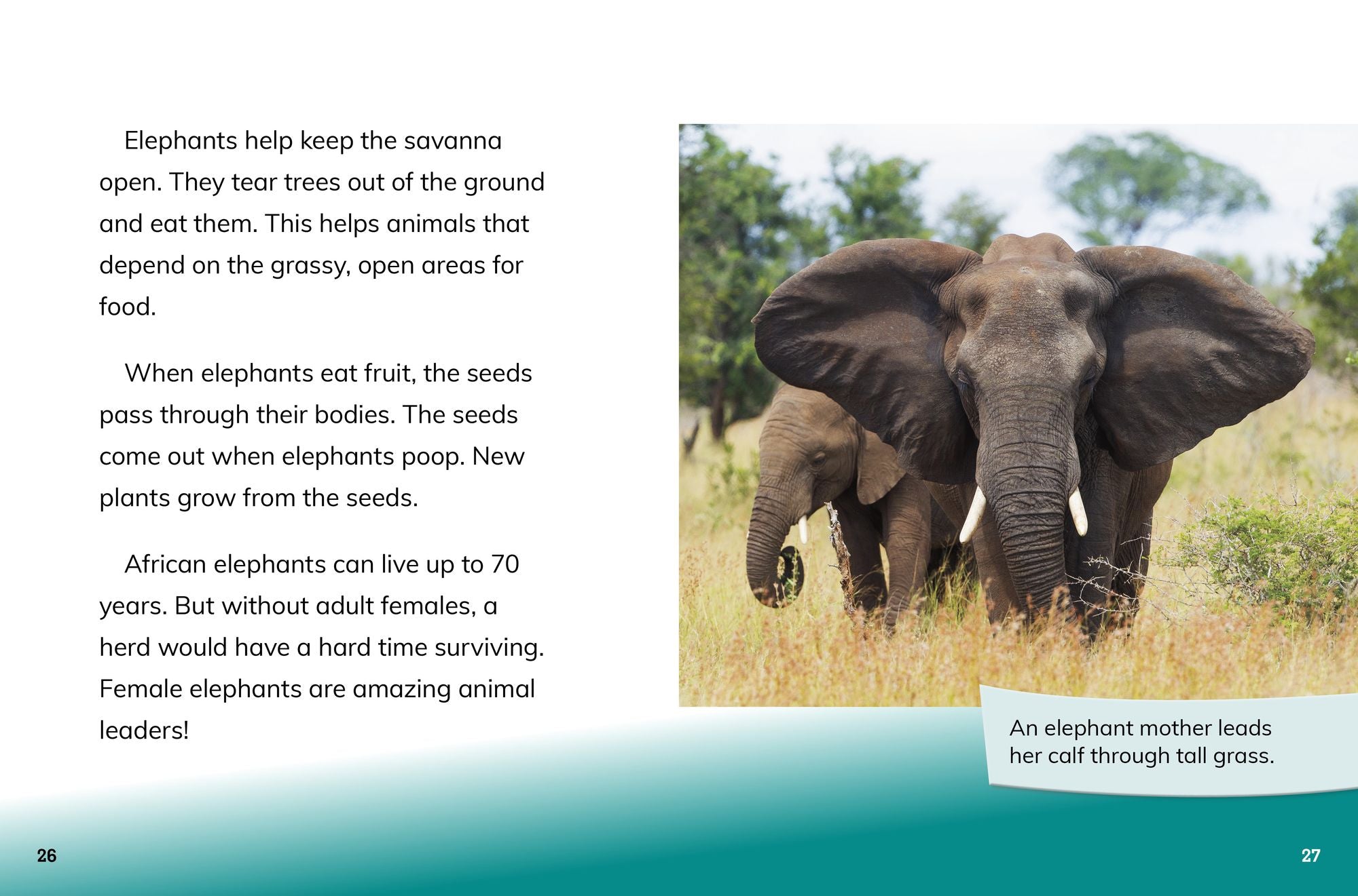 Elephant Cows: Heads of the Herd