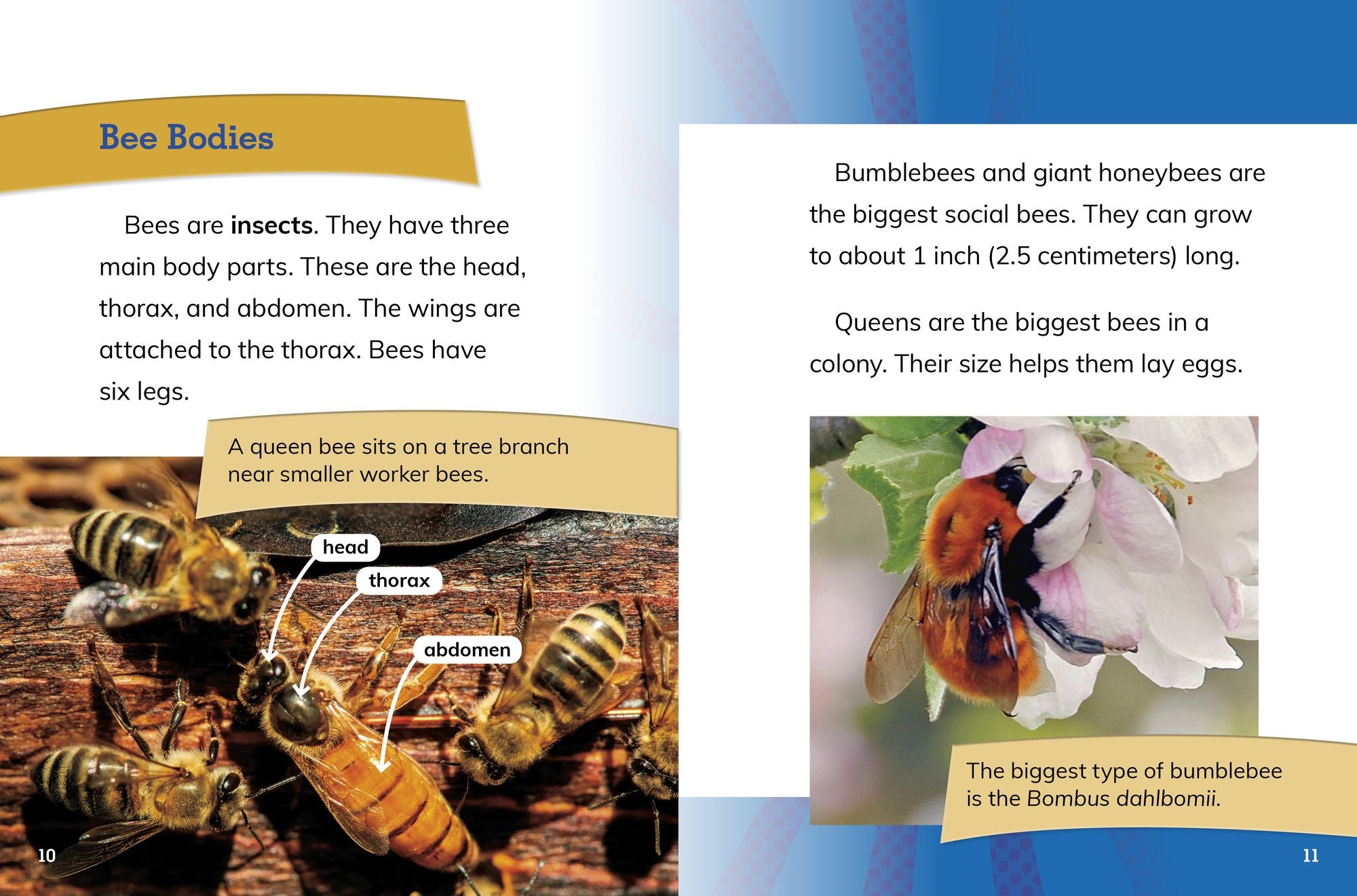 Bee Queens: Rulers of the Hive