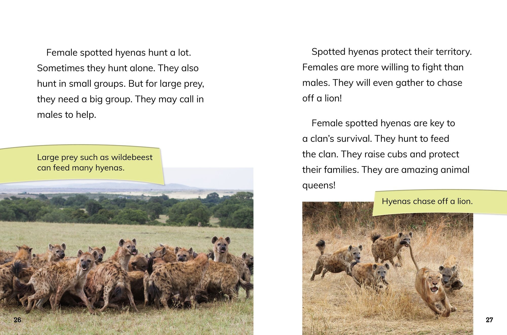 Female Spotted Hyenas: Commanders of the Clan
