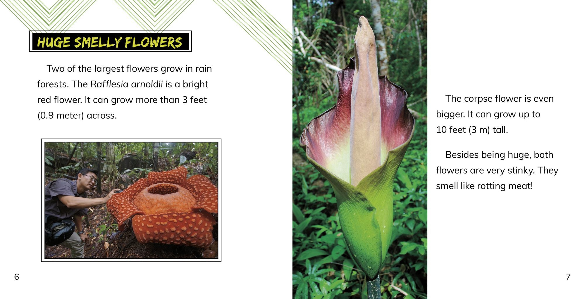The World's Most Fantastic Plants