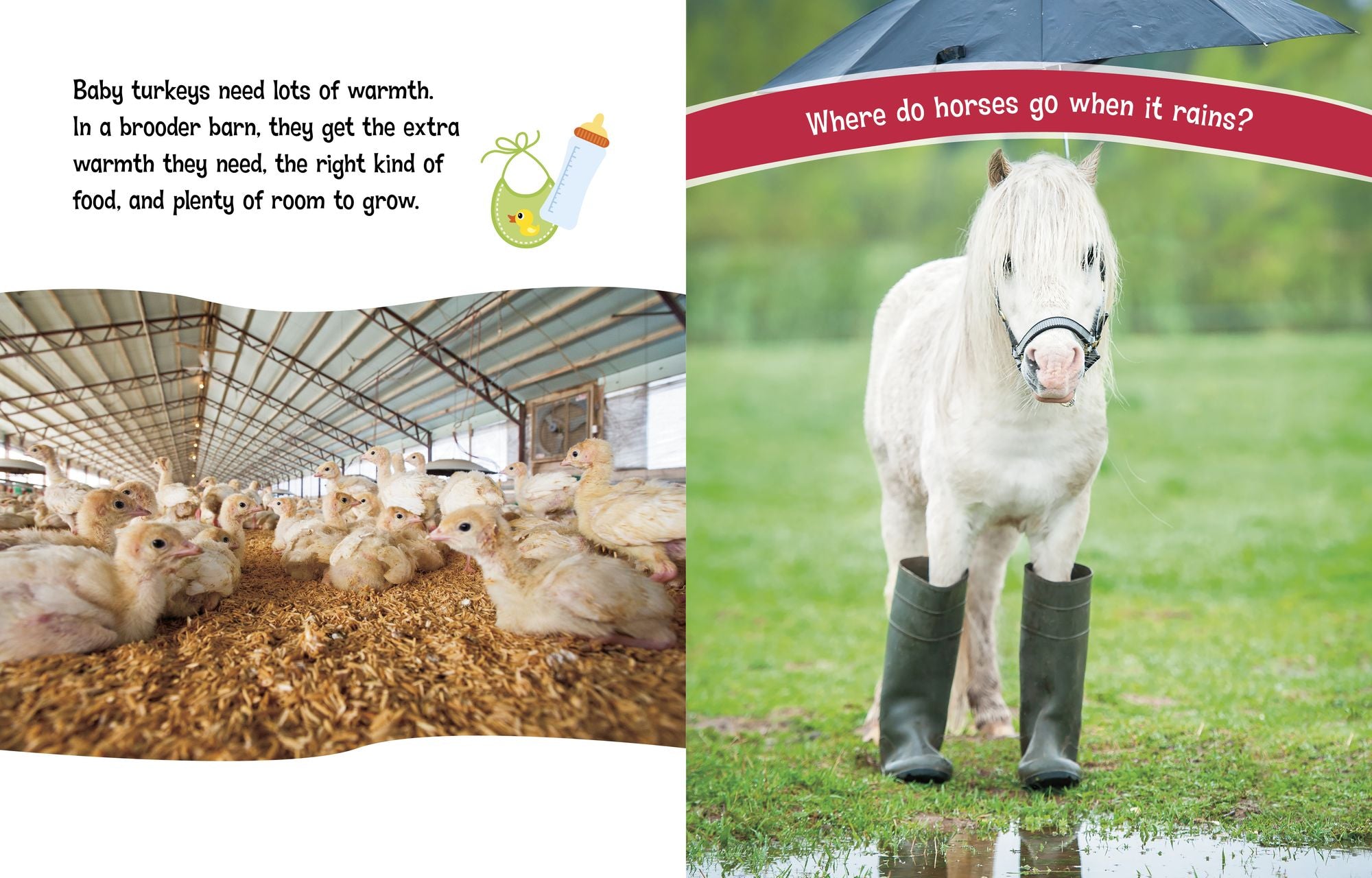 Where Do Horses Go When It Rains?: Questions and Answers About Farm Buildings