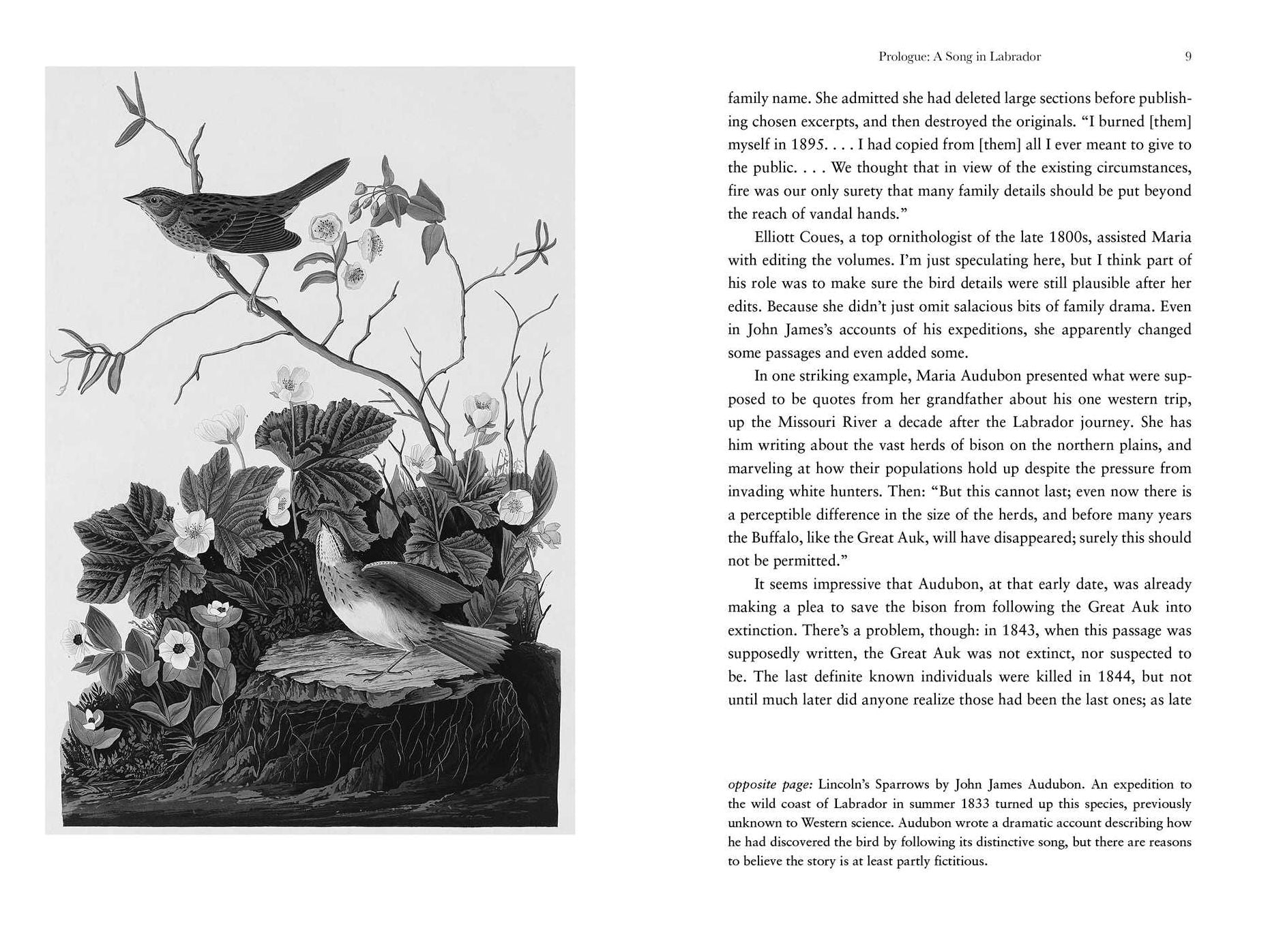 The Birds That Audubon Missed: Discovery and Desire in the American Wilderness