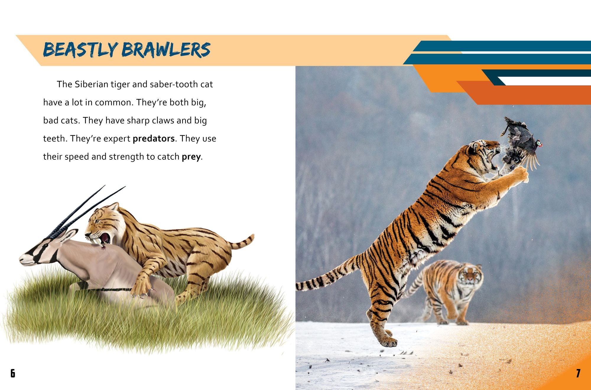 Siberian Tiger vs. Saber-Tooth Cat