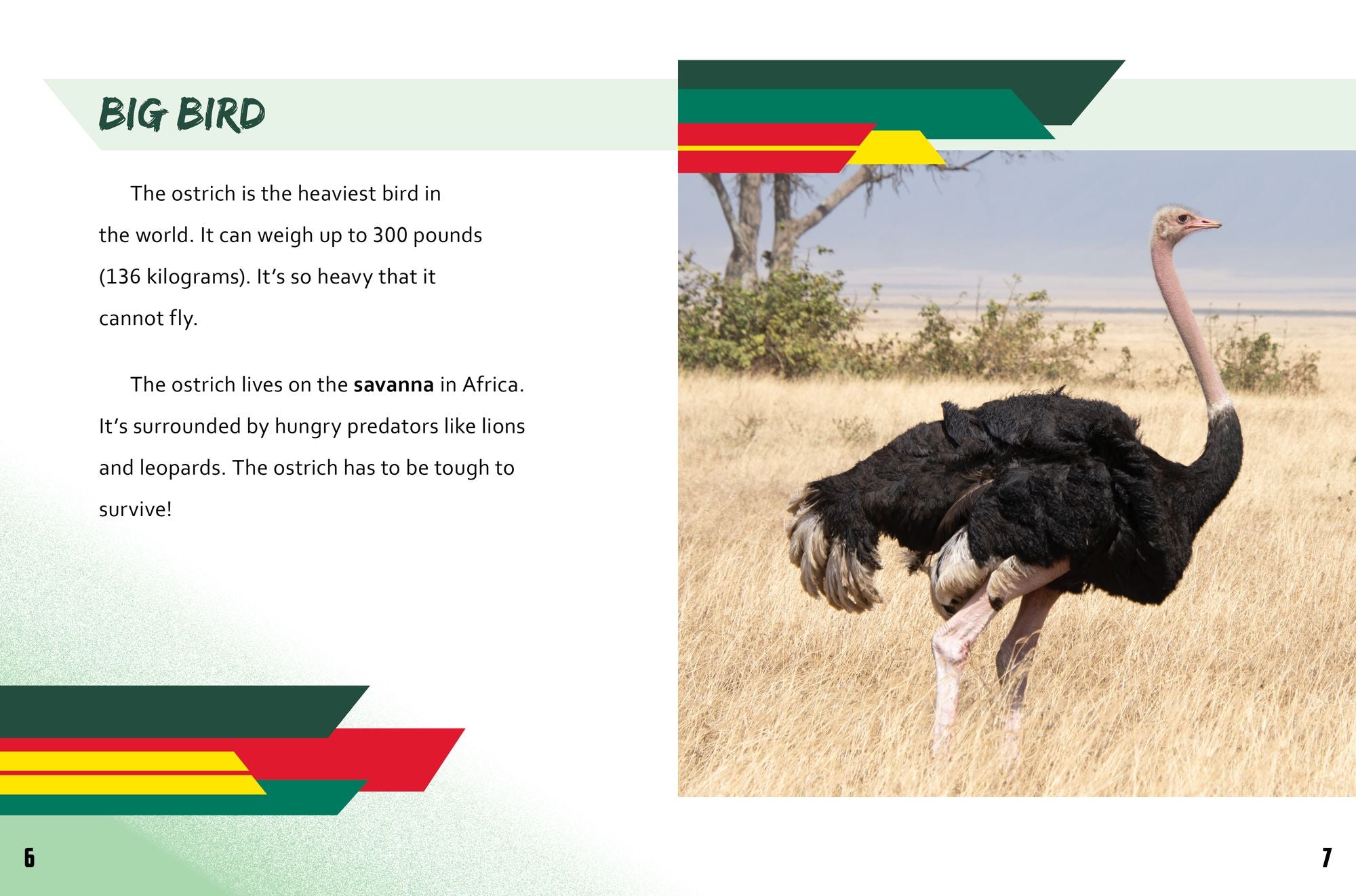 Ostrich vs. Velociraptor