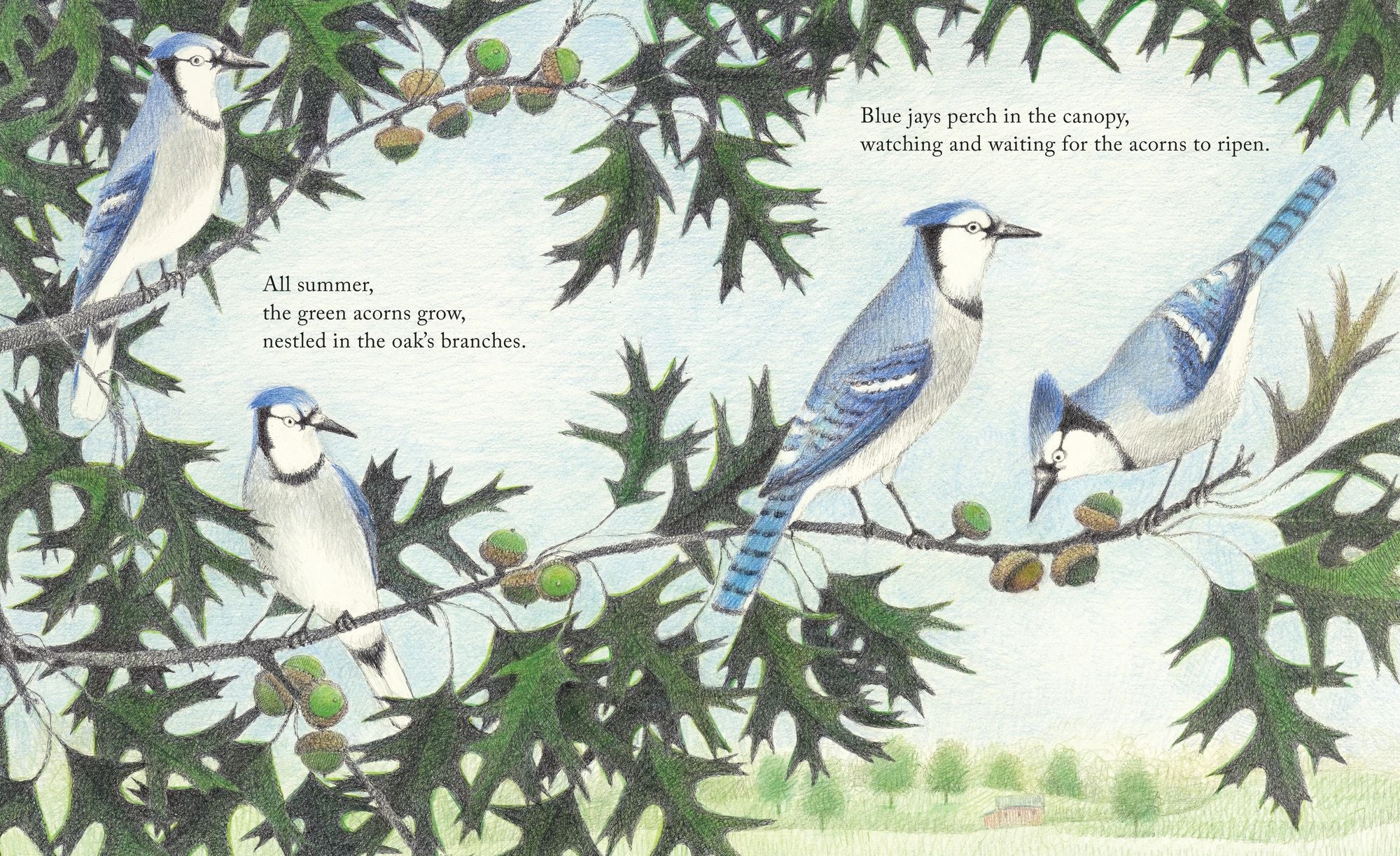 The Blue Jays That Grew a Forest