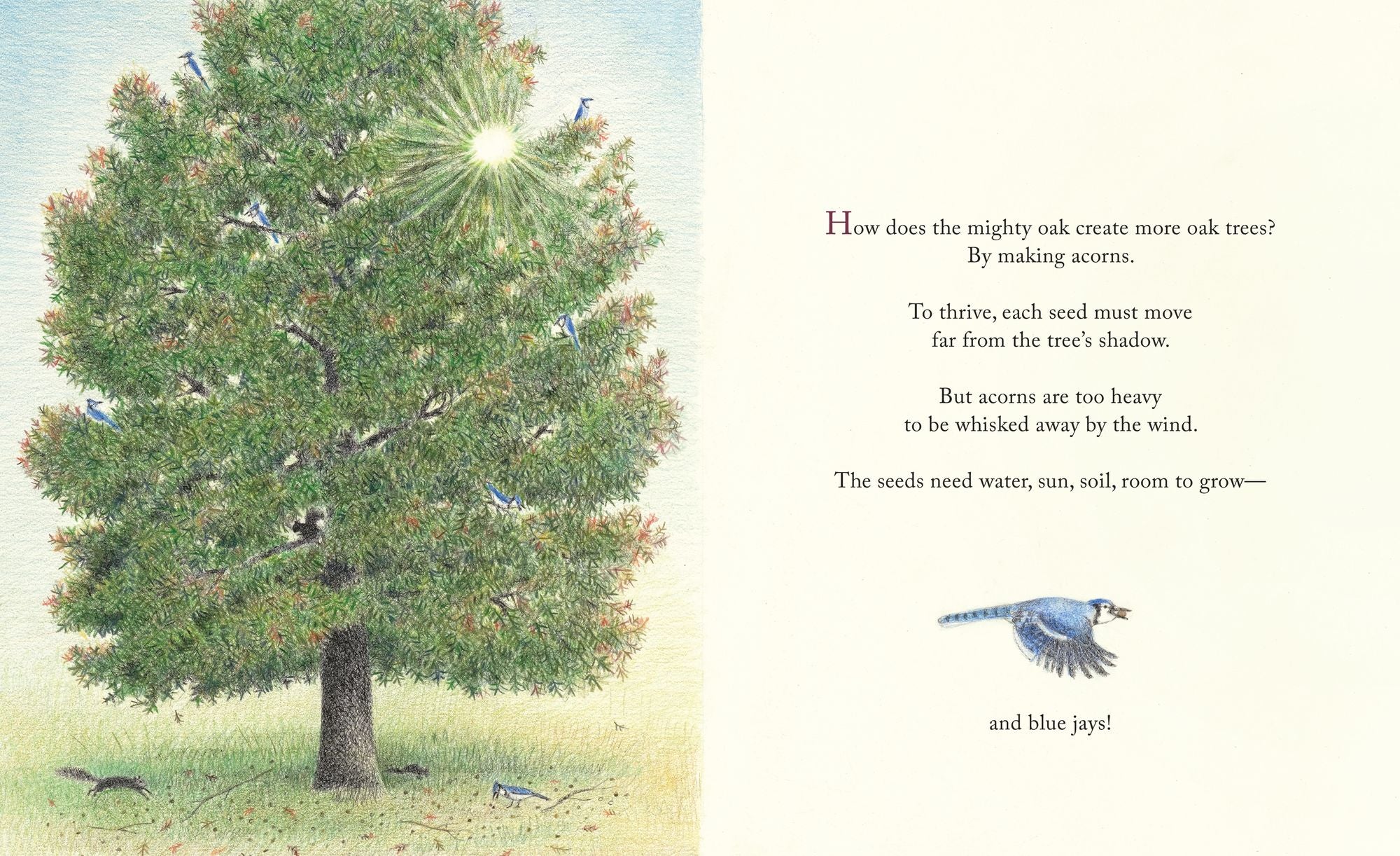The Blue Jays That Grew a Forest