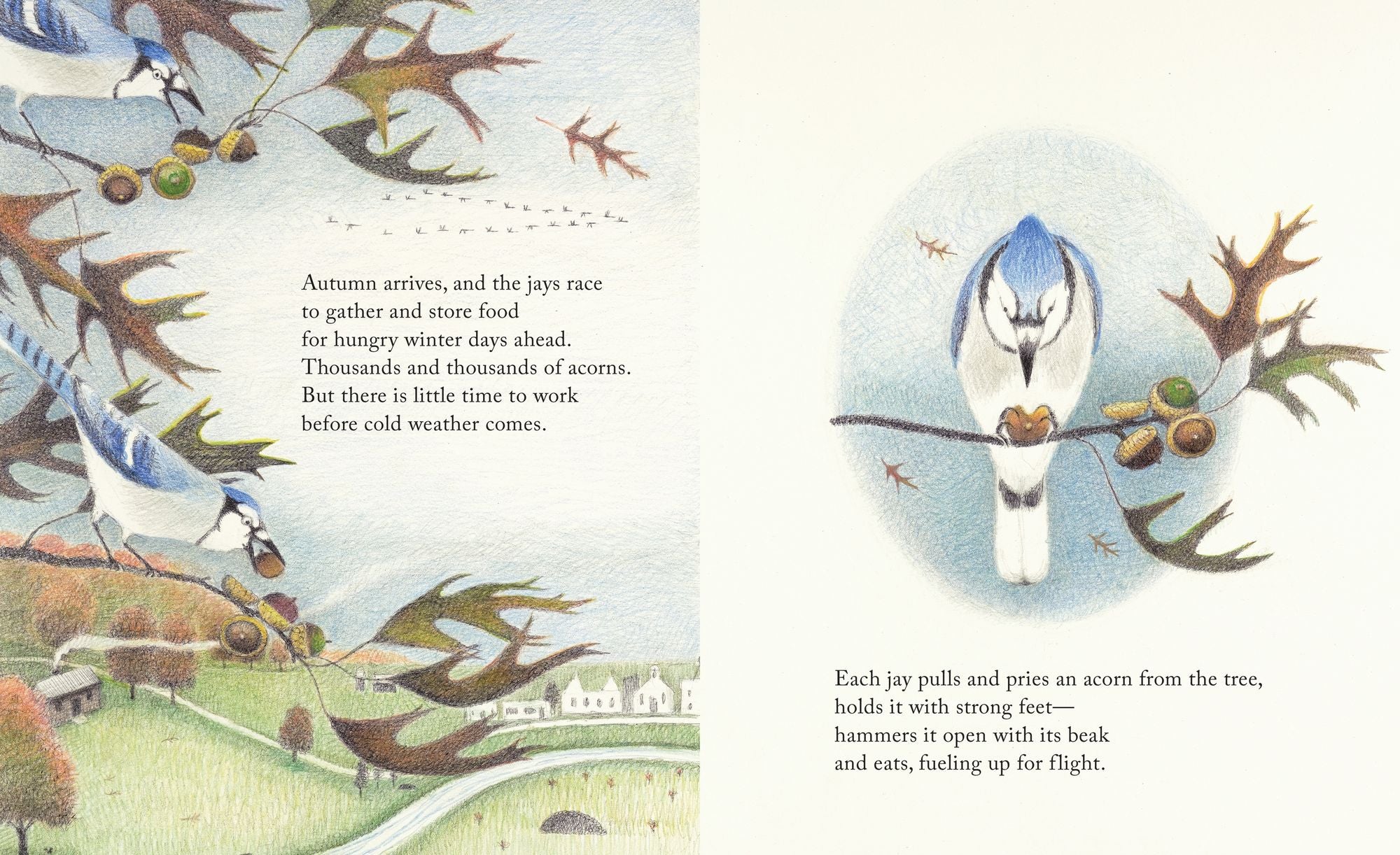 The Blue Jays That Grew a Forest