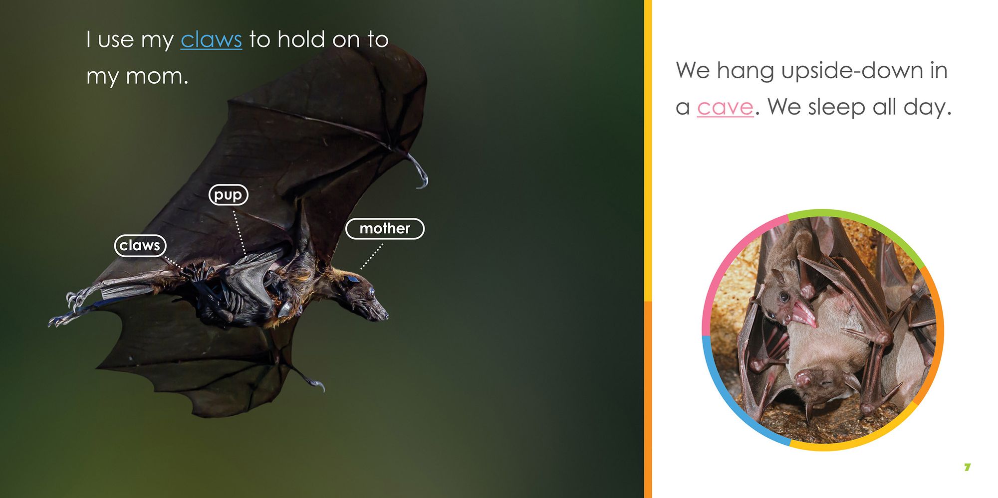 Baby Bats