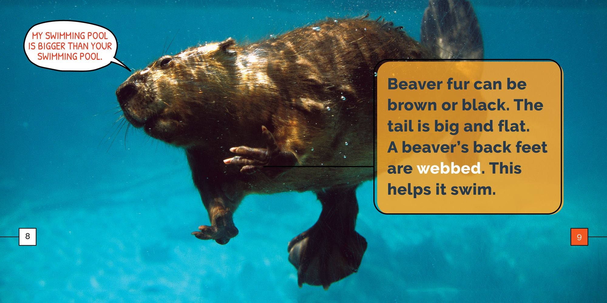 Beavers