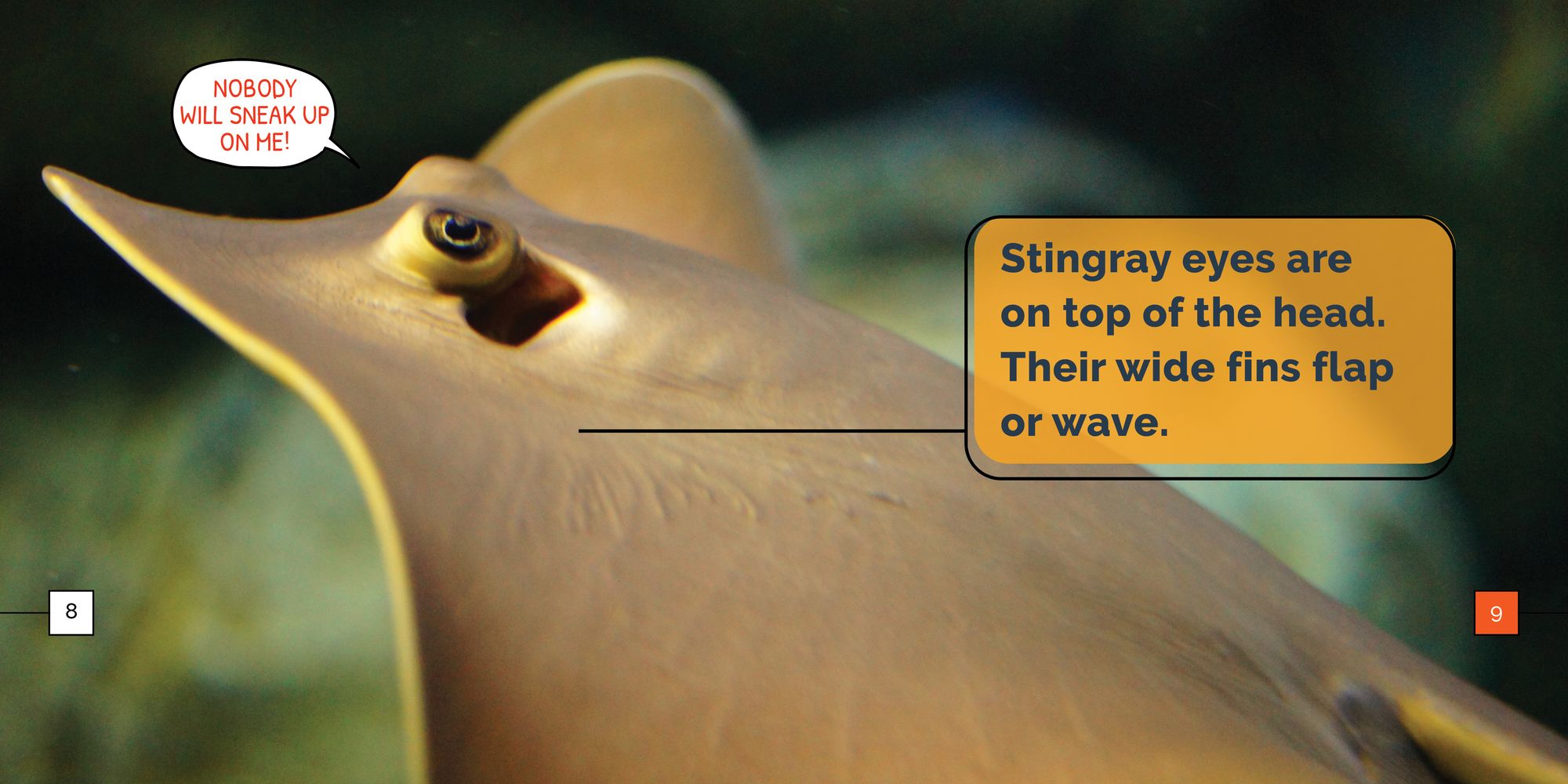 Stingrays