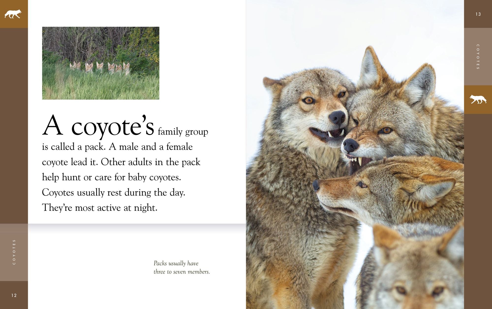 Coyotes