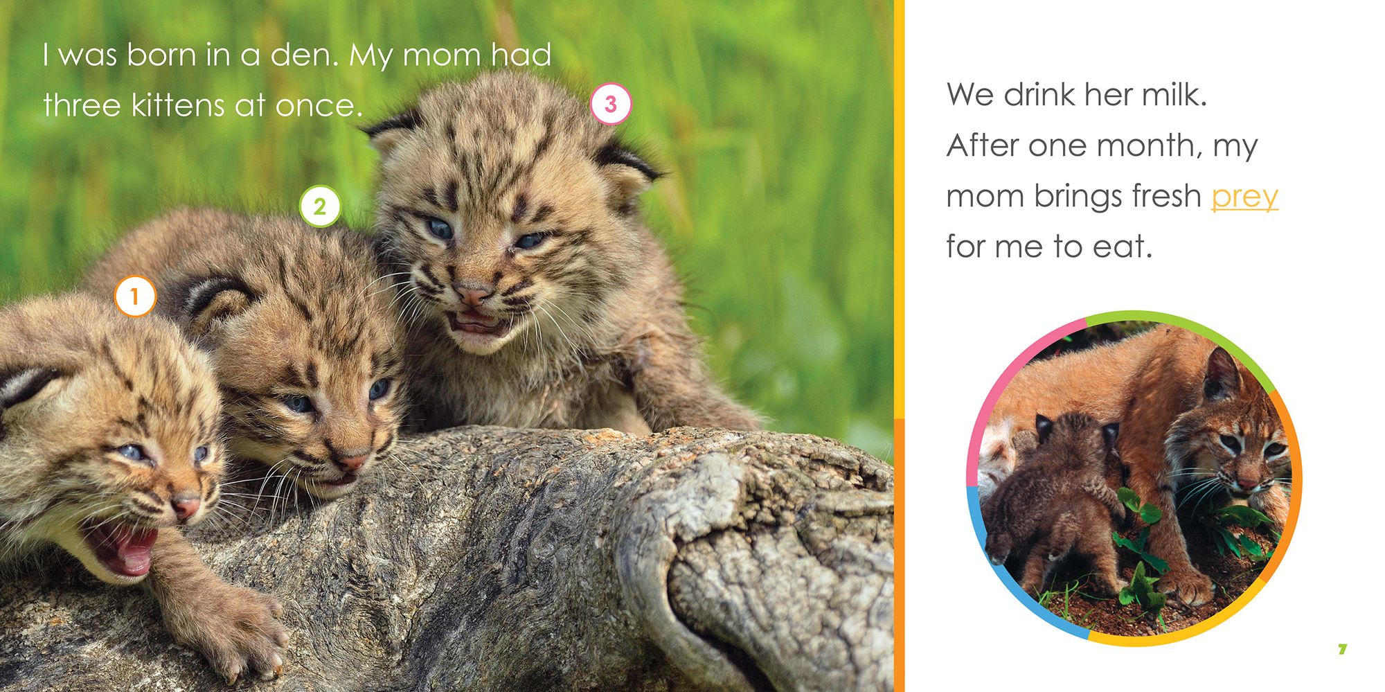 Baby Bobcats
