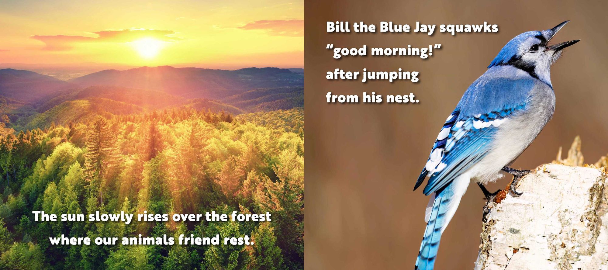 Animal Adventures: Day in the Forest