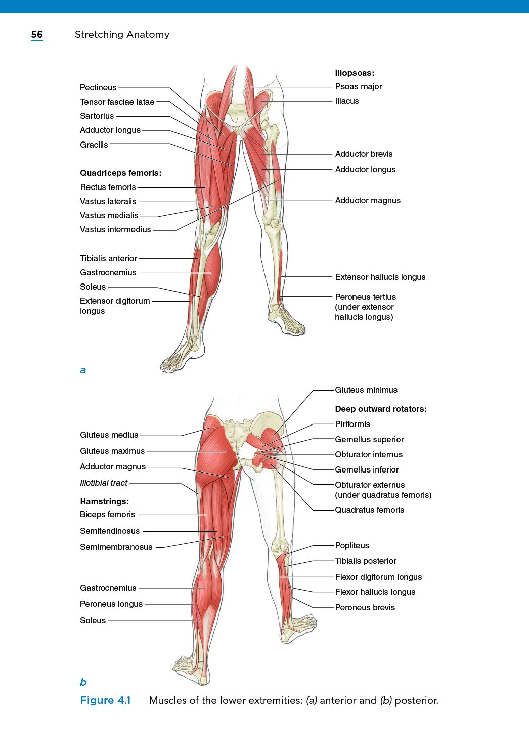 Stretching Anatomy