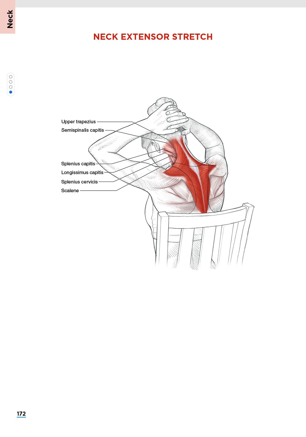 Stretching Anatomy