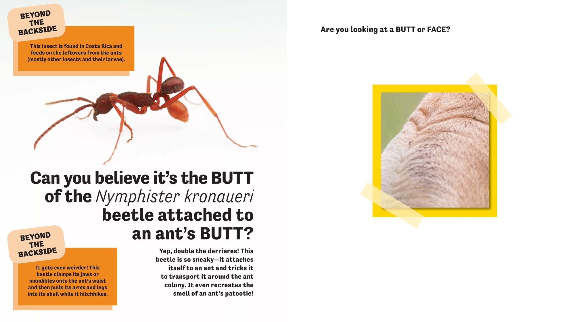 Butt or Face? Volume 2: Revenge of the Butts