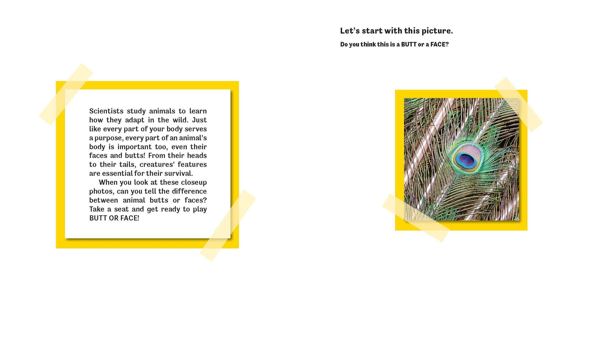 Butt or Face? Volume 2: Revenge of the Butts