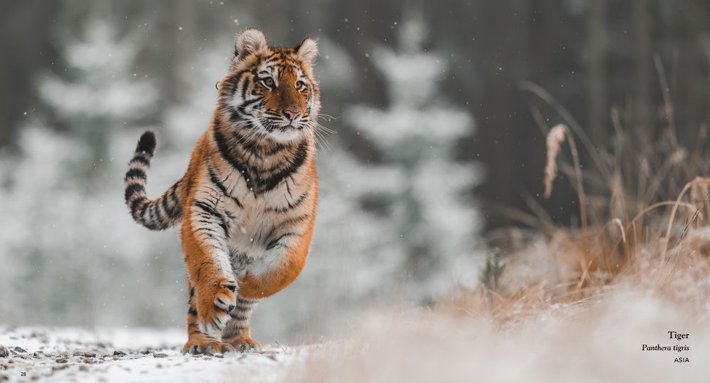 Wildlife