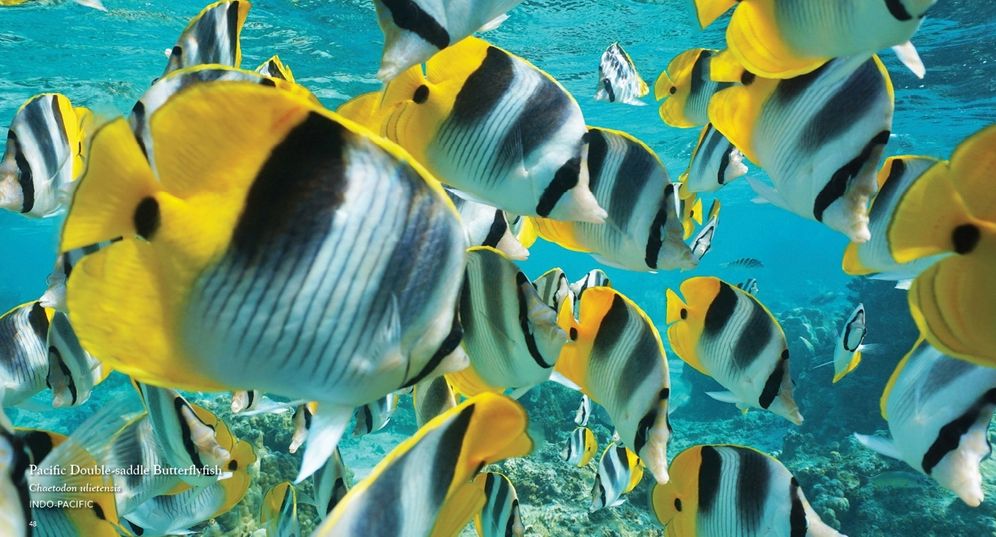 Oceans