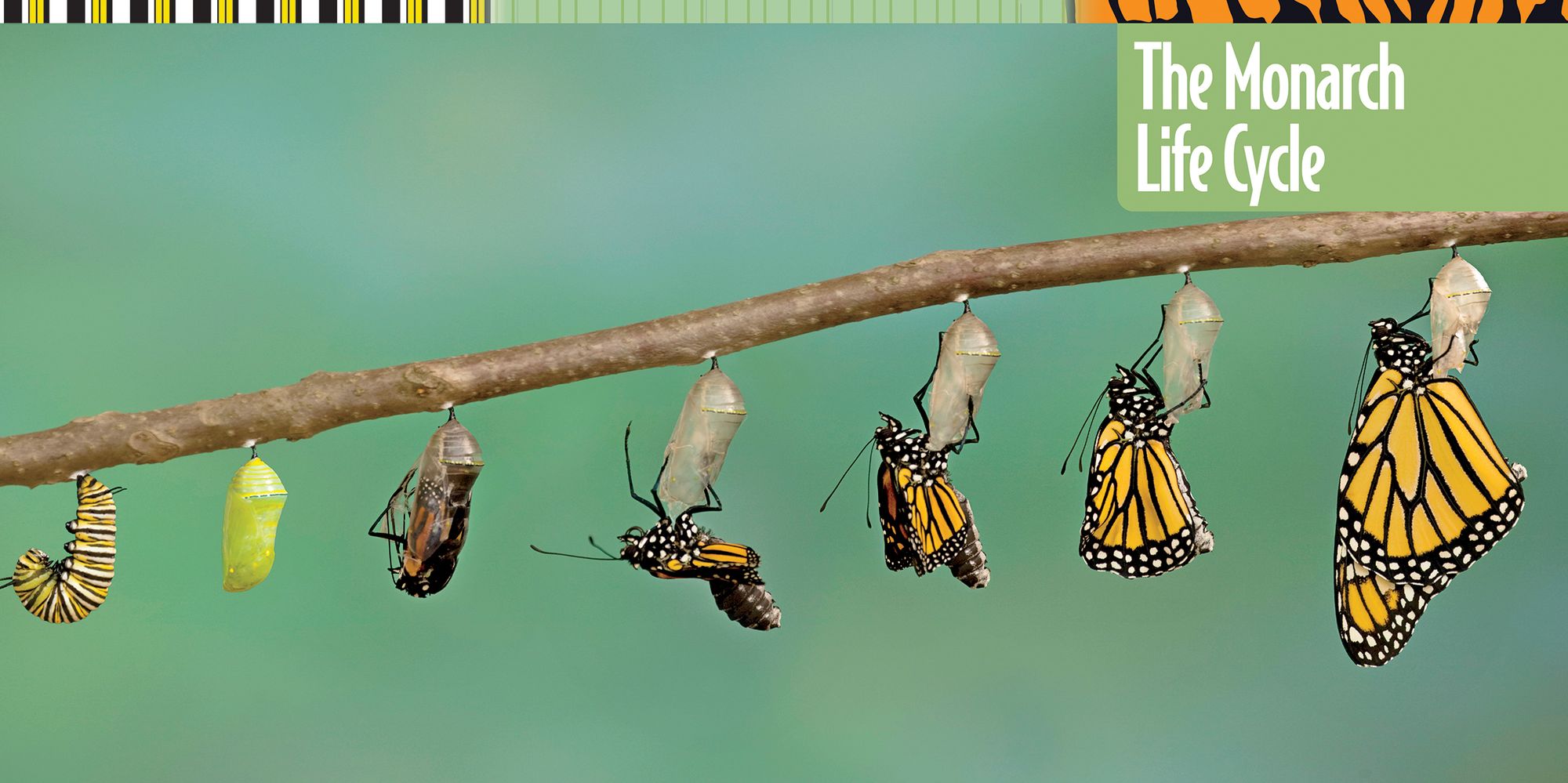 How to Raise Monarch Butterflies: A Step-by-Step Guide for Kids