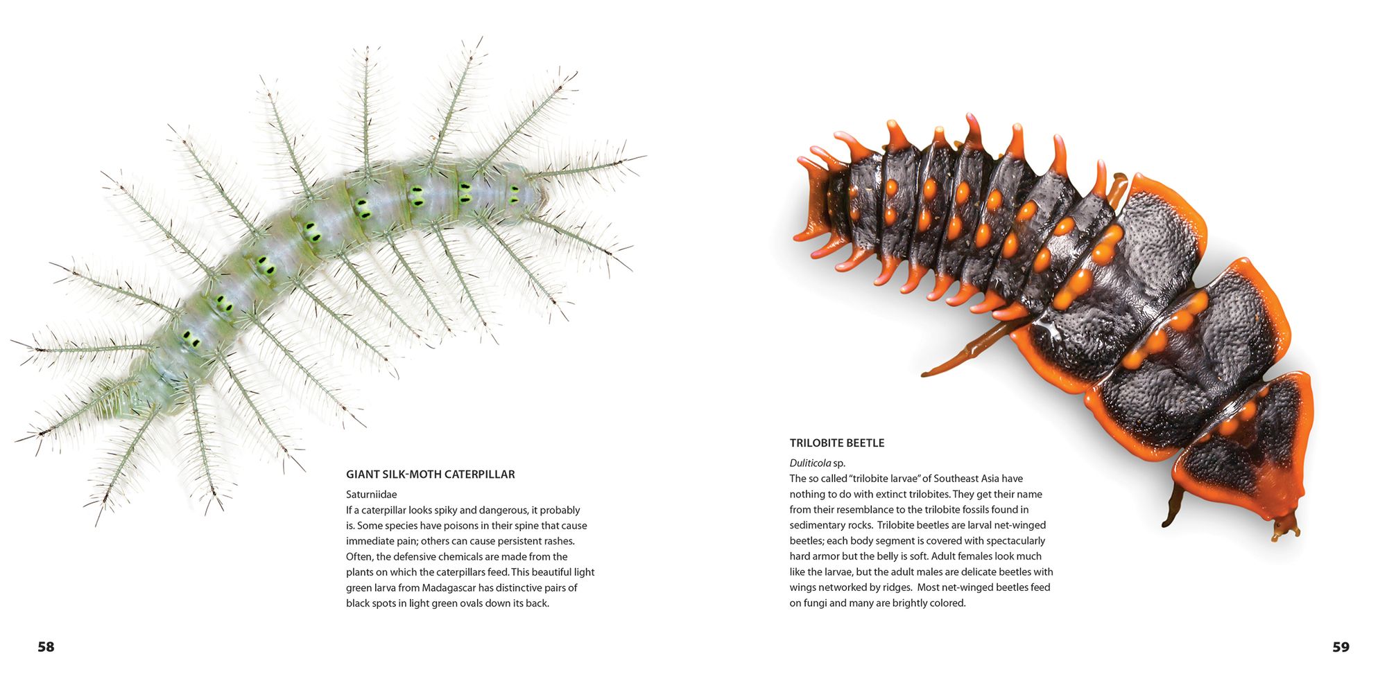 Weird Insects