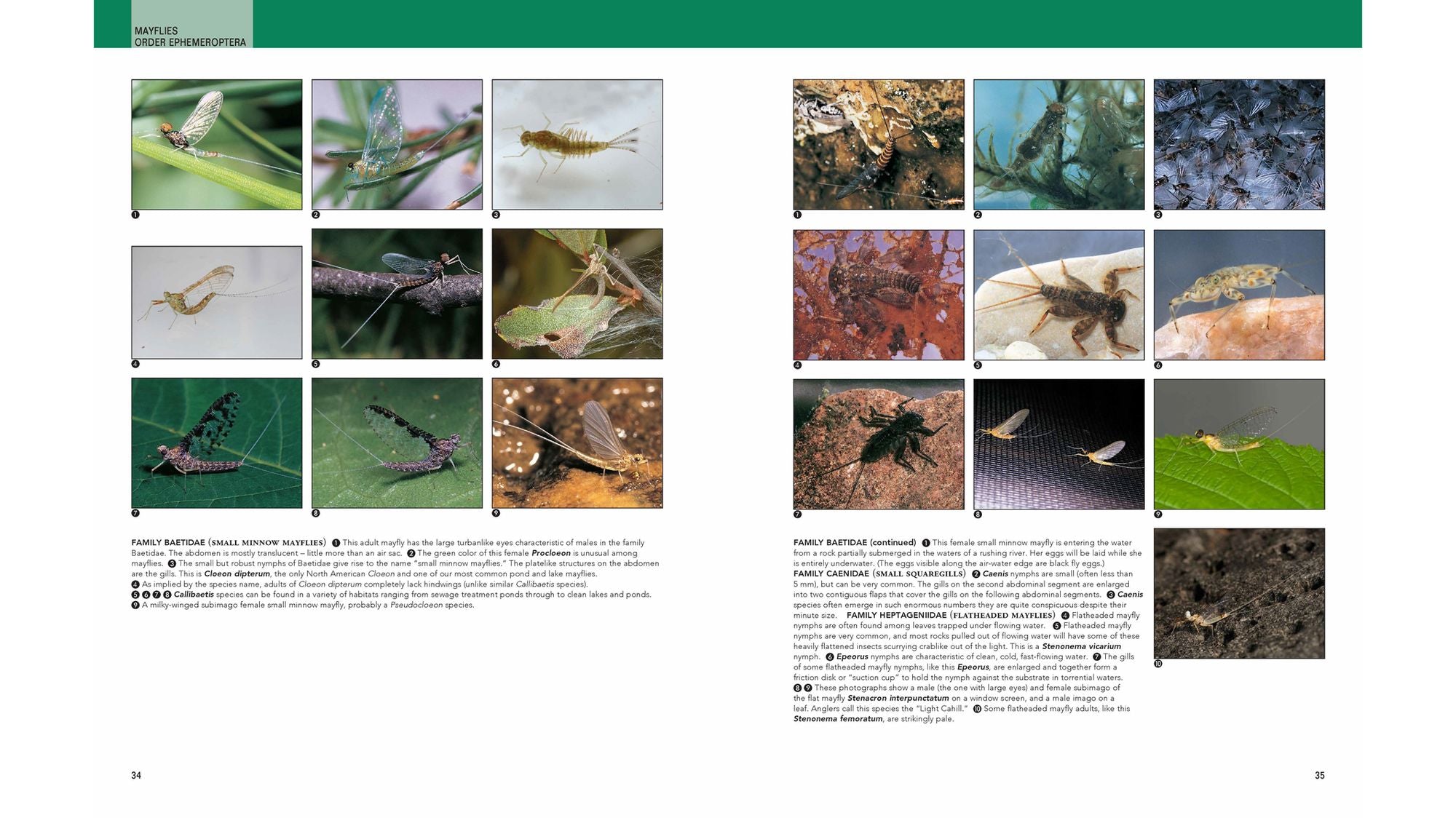 Insects: Their Natural History and Diversity: With a Photographic Guide to Insects of Eastern North America