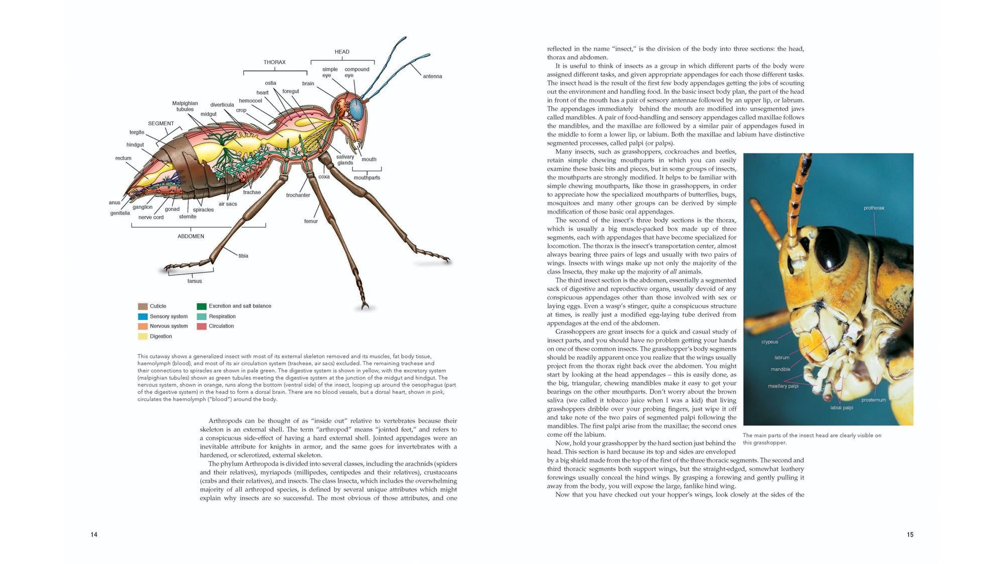 Insects: Their Natural History and Diversity: With a Photographic Guide to Insects of Eastern North America