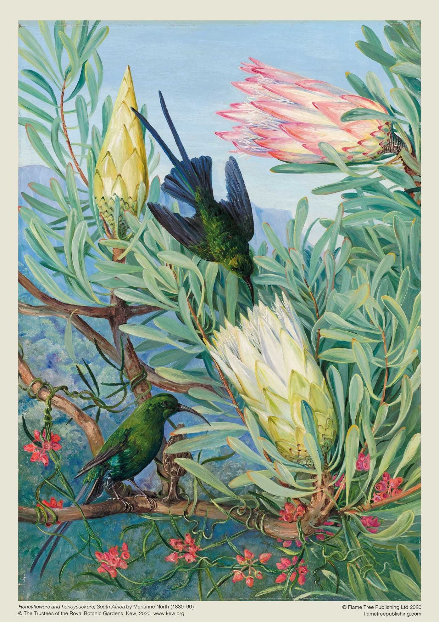 Adult Sustainable Jigsaw Puzzle Kew Gardens: Marianne North: Honeyflowers and Honeysuckers: 1000-pieces. Ethical, Sustainable, Earth-friendly