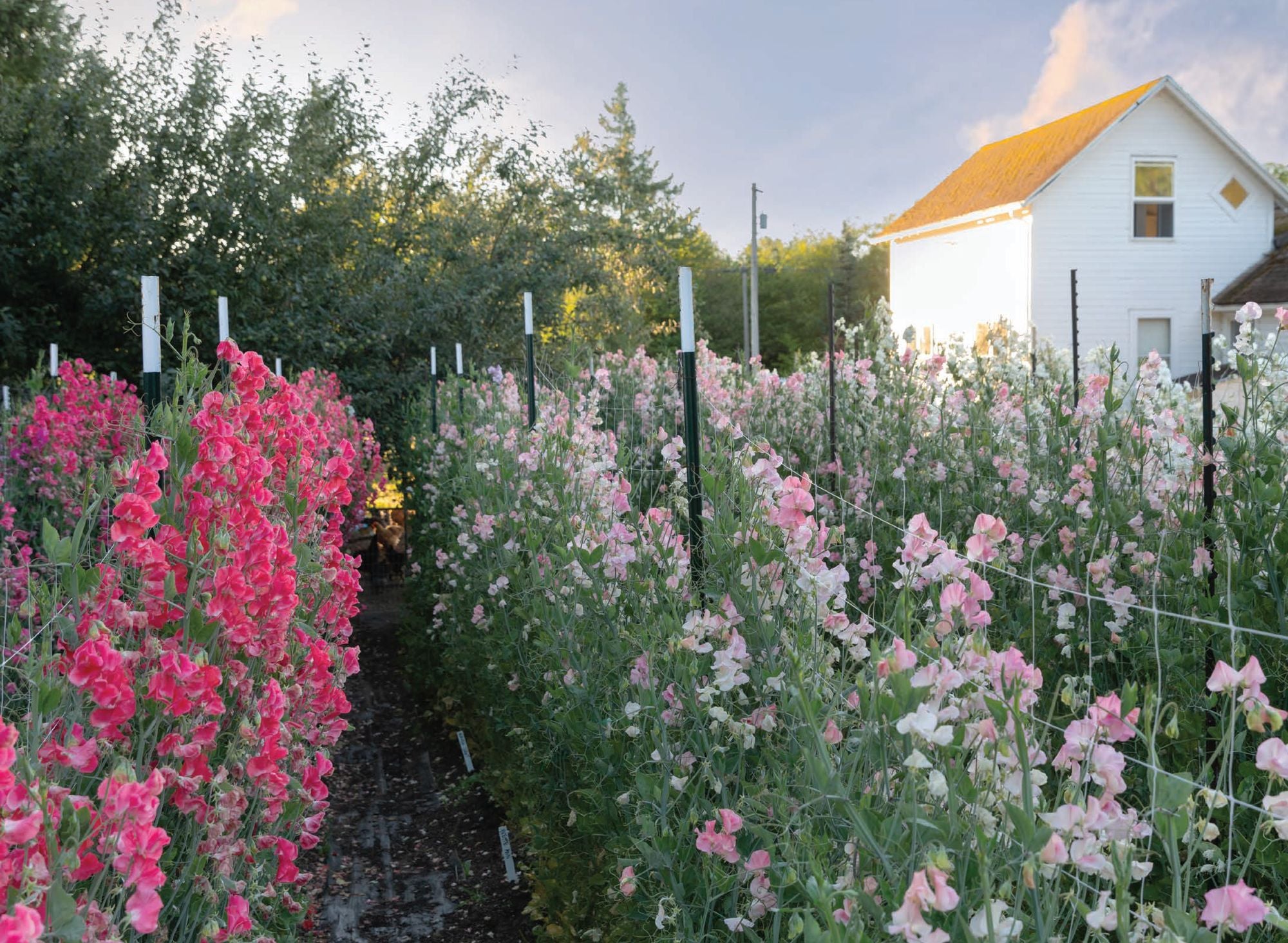 Sweet Pea School: Growing & Arranging the Garden's Most Romantic Blooms