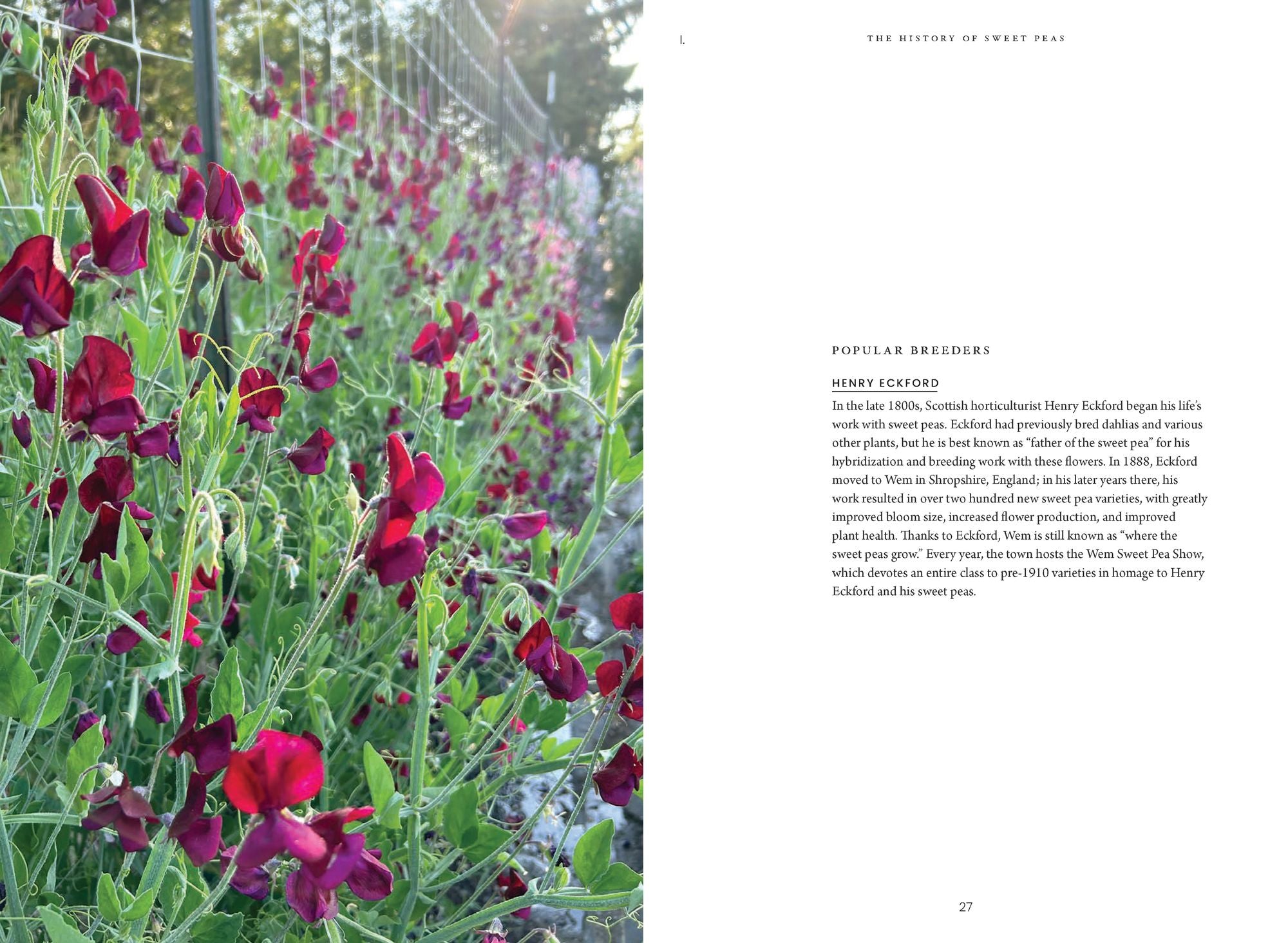 Sweet Pea School: Growing & Arranging the Garden's Most Romantic Blooms