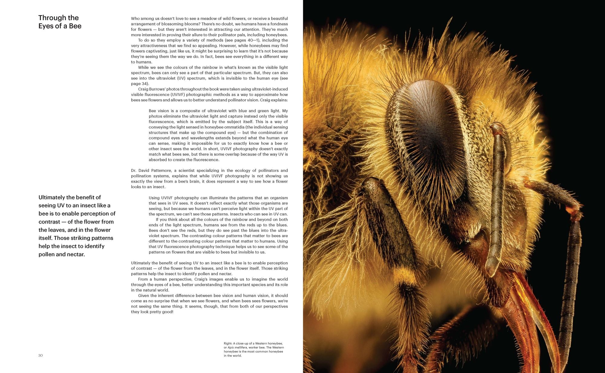 What the Bees See: A Honeybee's Eye View of the World