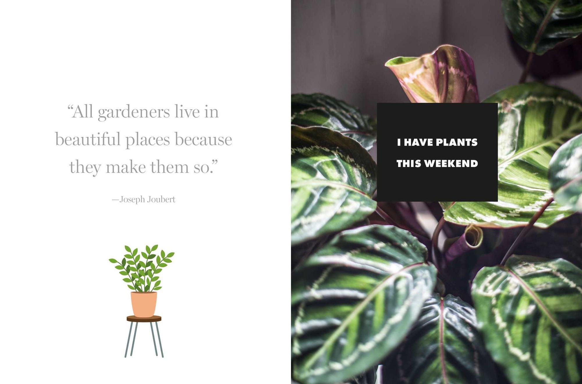 Happy Houseplants: Grow your own indoor oasis