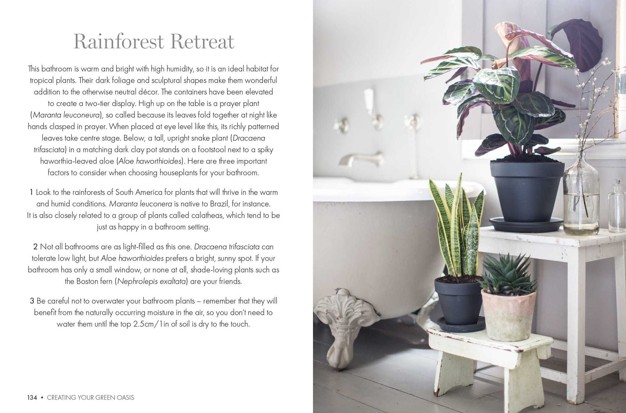 Happy Houseplants: Grow your own indoor oasis