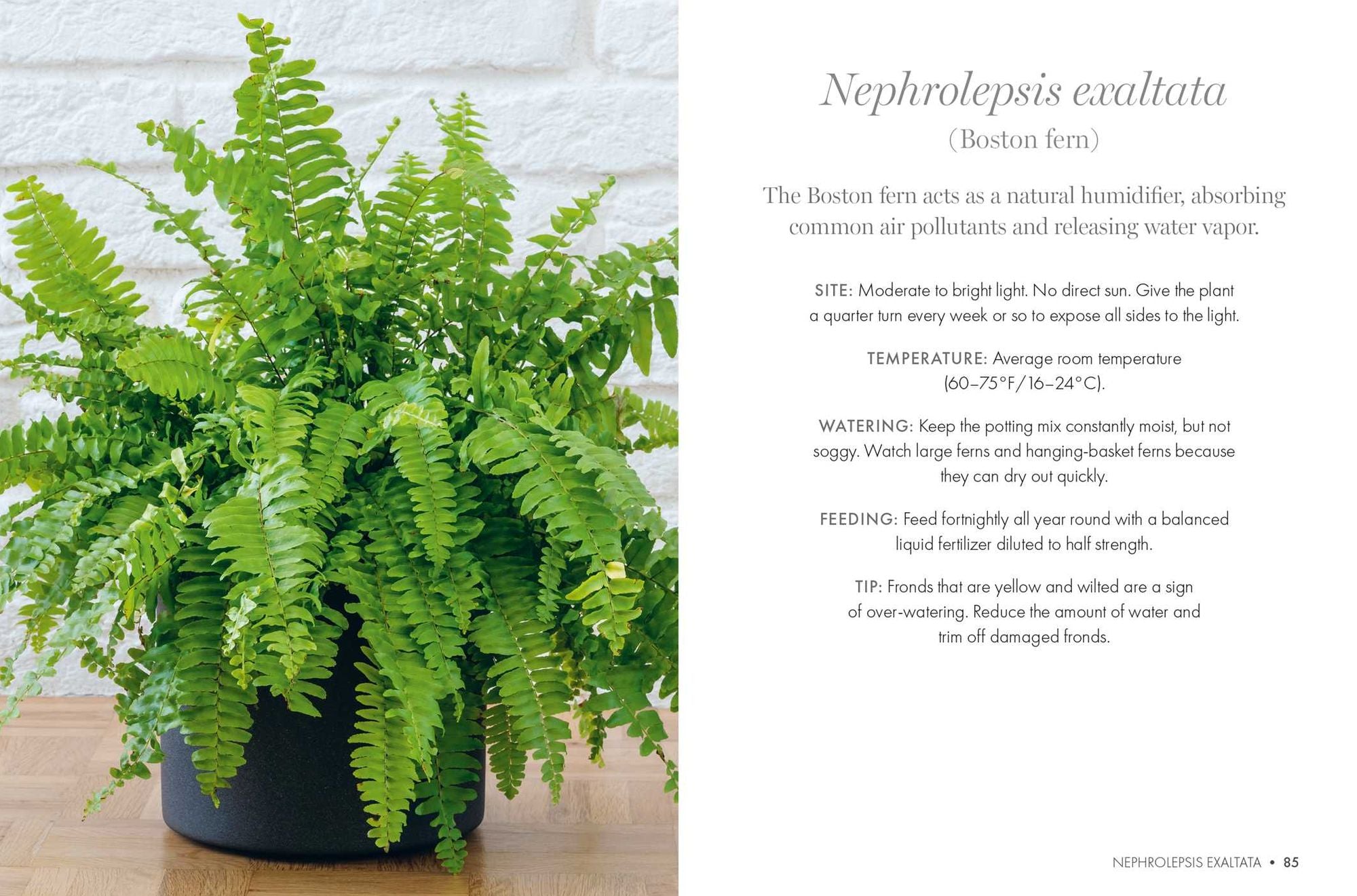 Happy Houseplants: Grow your own indoor oasis