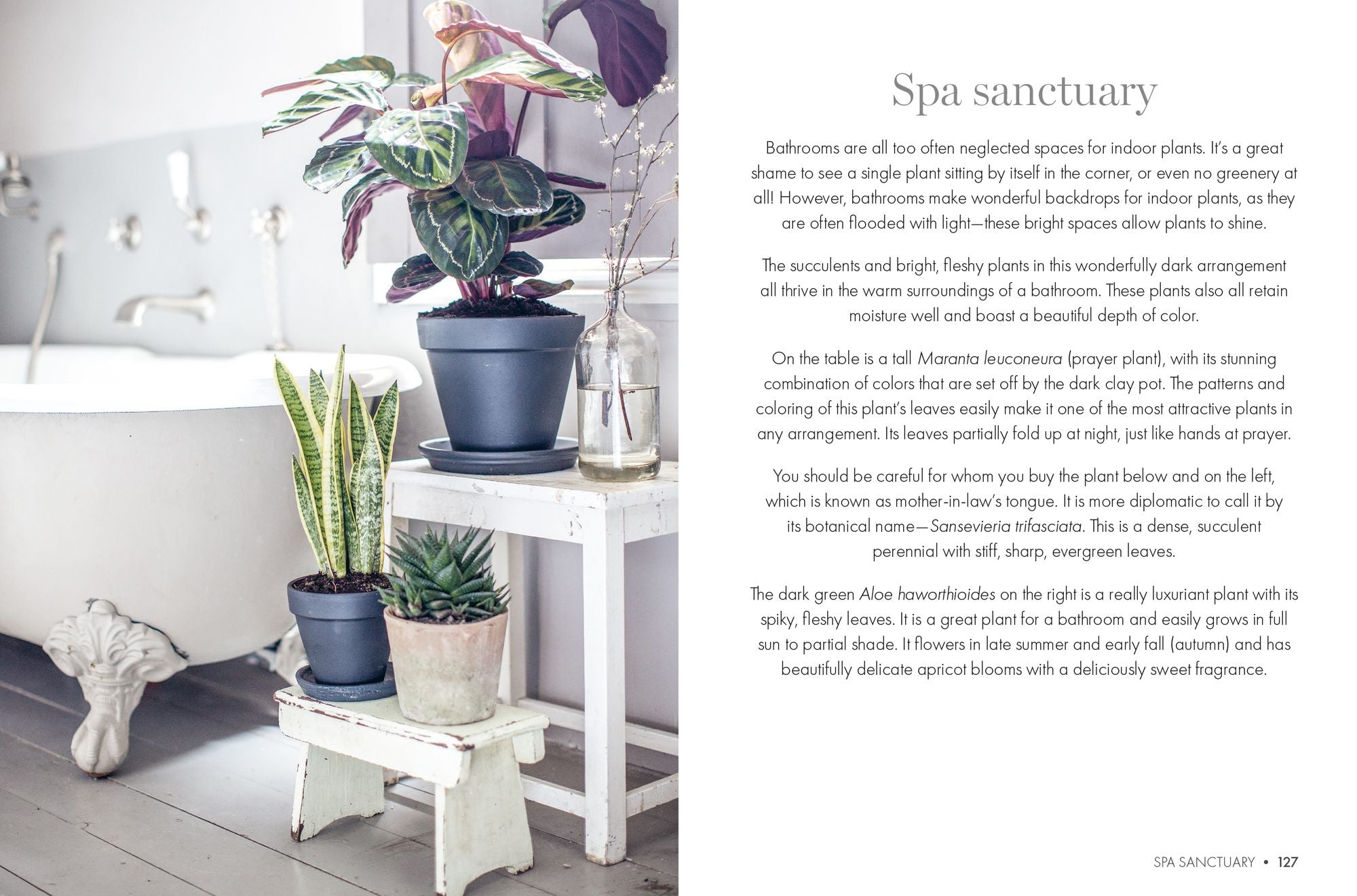 Happy Houseplants: Grow your own indoor oasis