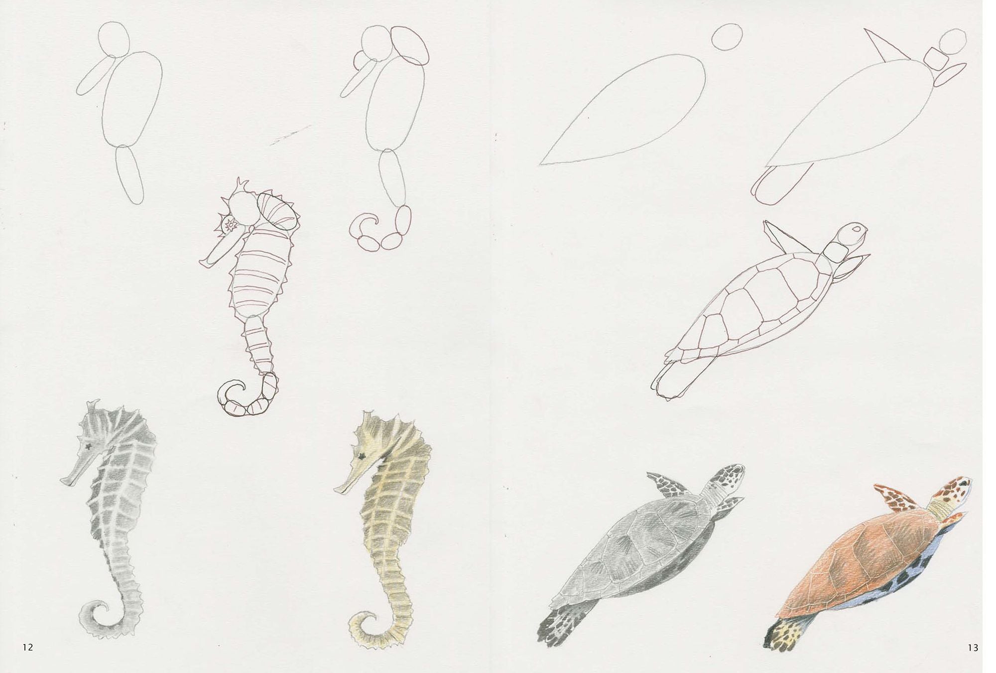 How to Draw Sea Creatures in Simple Steps