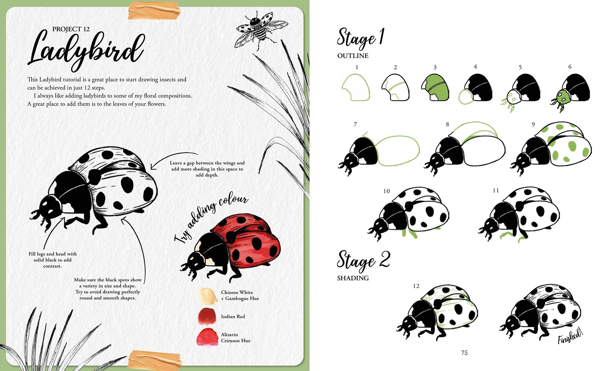 The Kew Book of Drawing Flora and Fauna: 20 stunning step-by-step tutorials