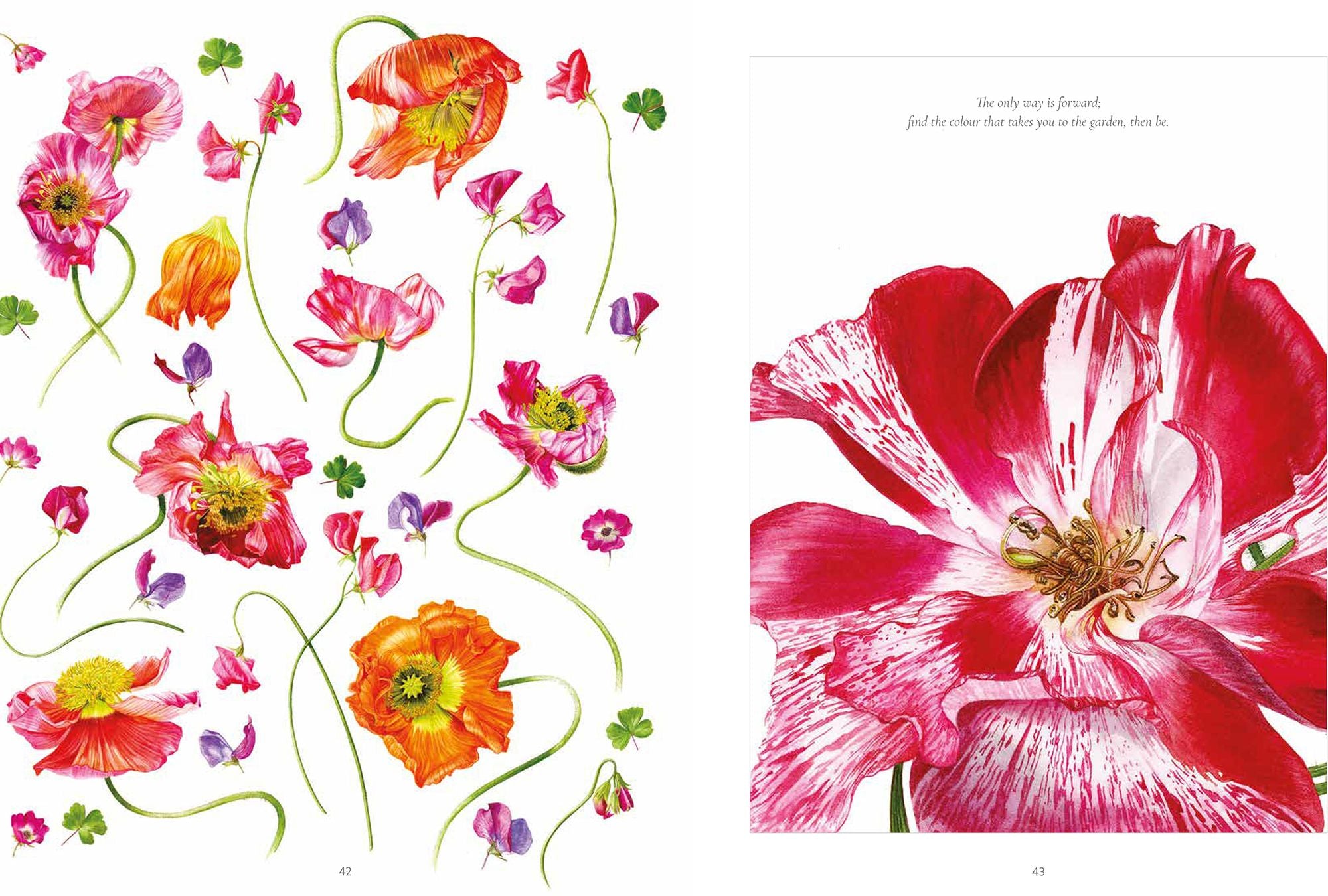 Botanical Shoes, The: A collection of botanical shoe paintings in watercolour and words