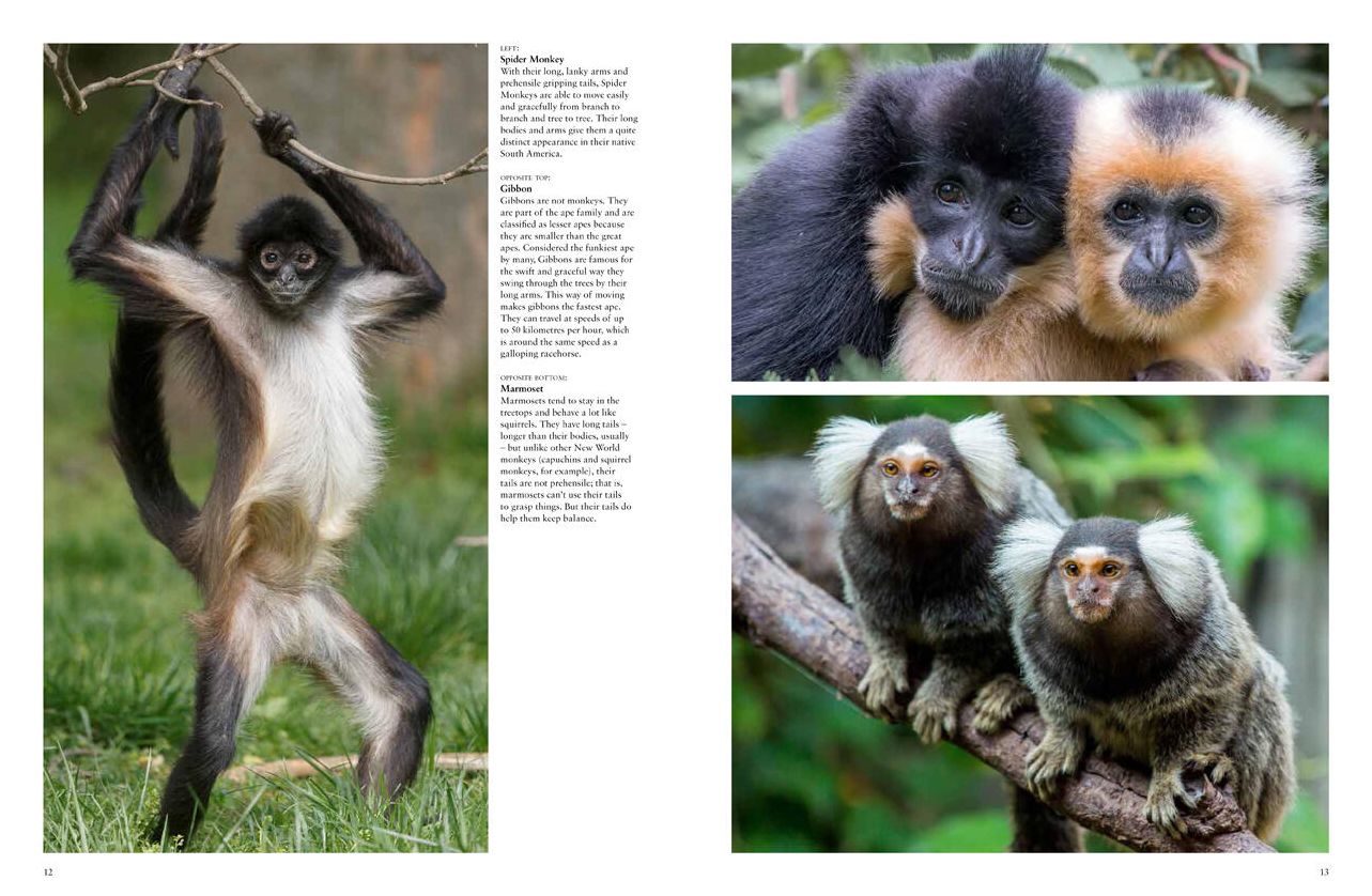 Monkeys: Apes, Gorillas and other Primates