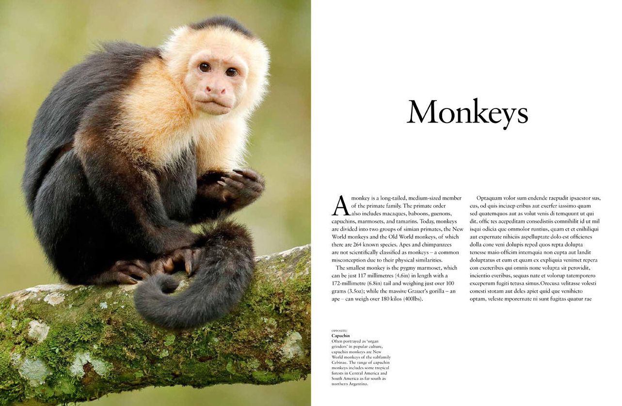 Monkeys: Apes, Gorillas and other Primates