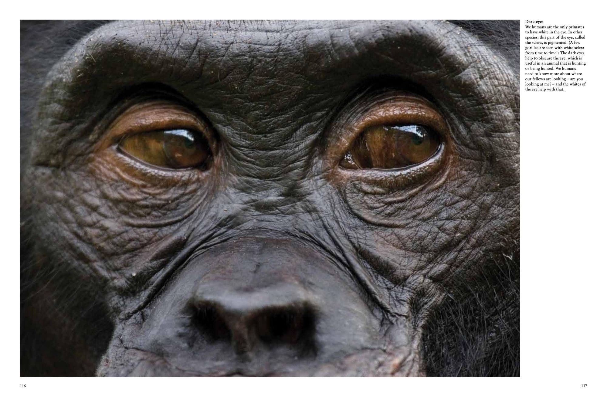 Monkeys: Apes, Gorillas and other Primates