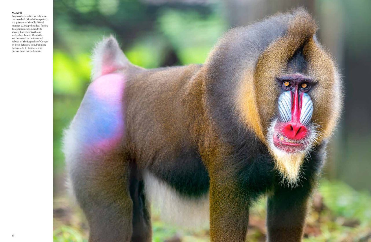 Monkeys: Apes, Gorillas and other Primates