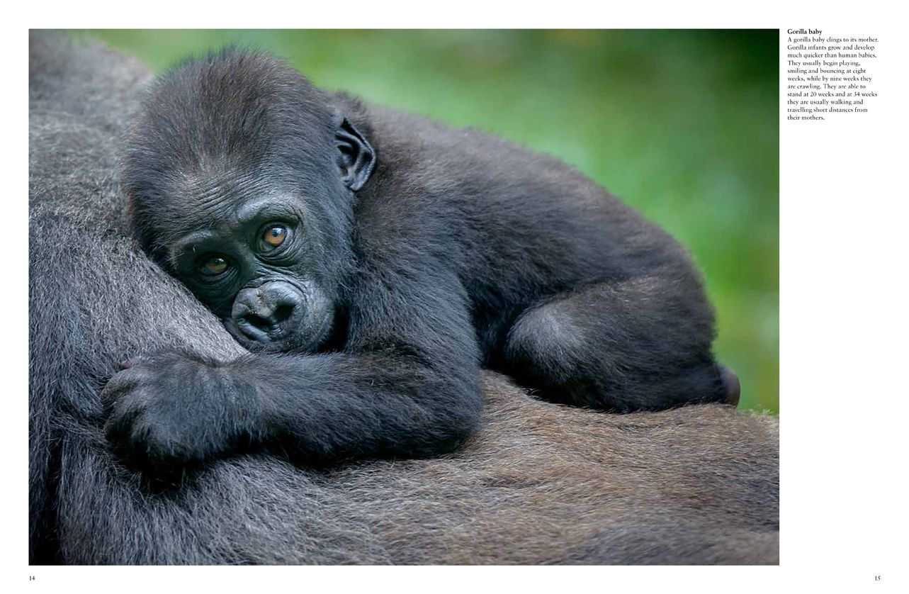 Monkeys: Apes, Gorillas and other Primates