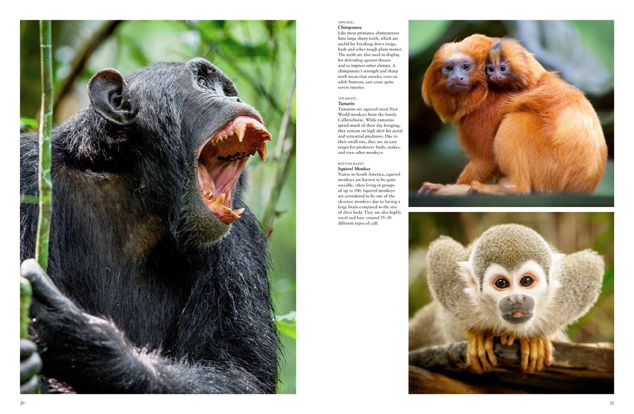 Monkeys: Apes, Gorillas and other Primates