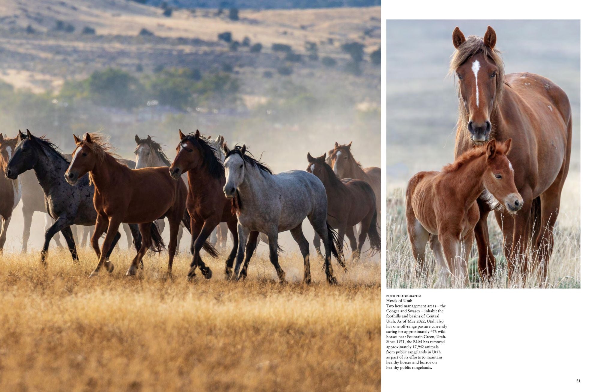 Wild Horses