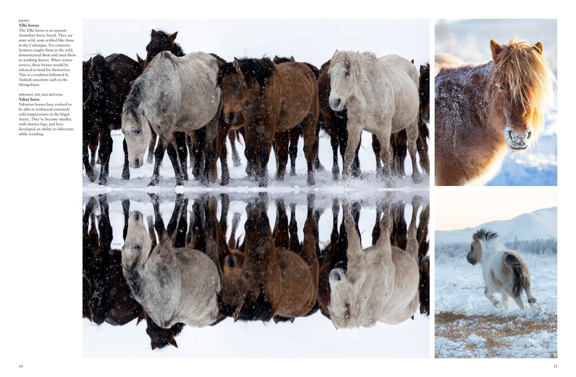 Wild Horses