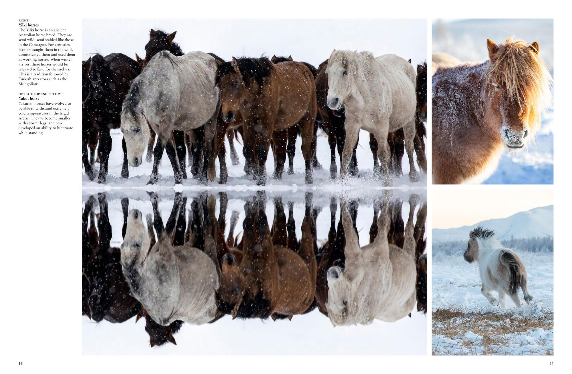 Wild Horses