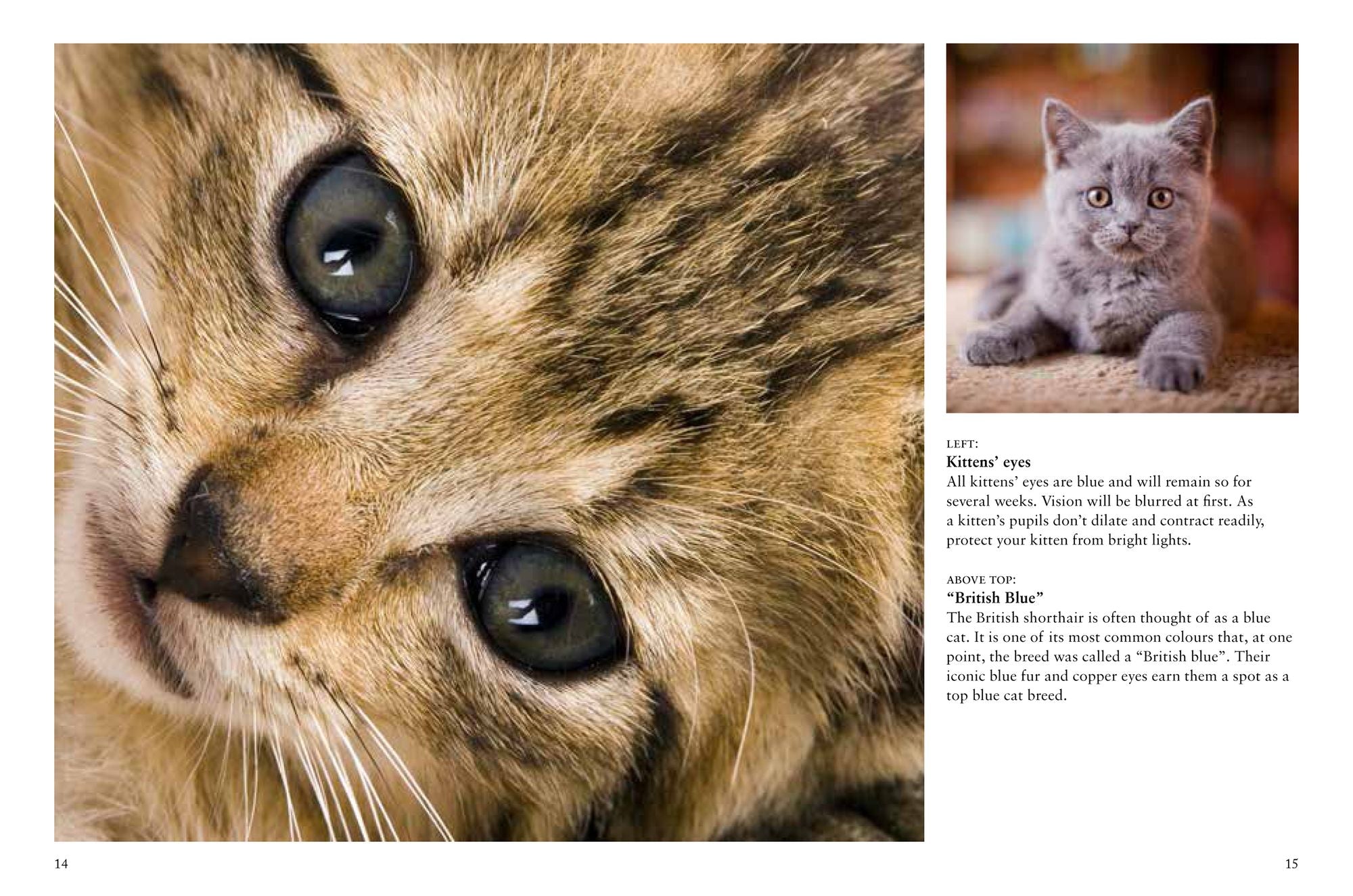 Kittens