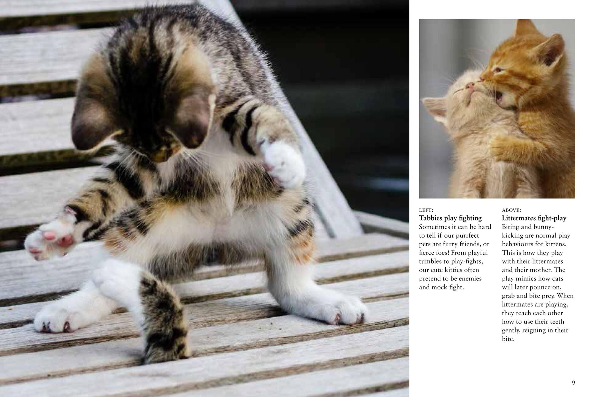 Kittens