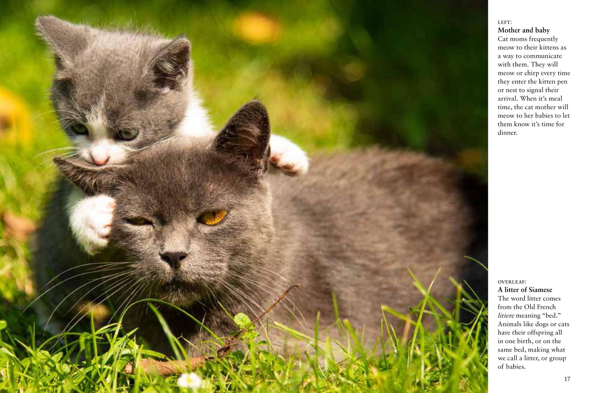 Kittens